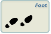 Foot